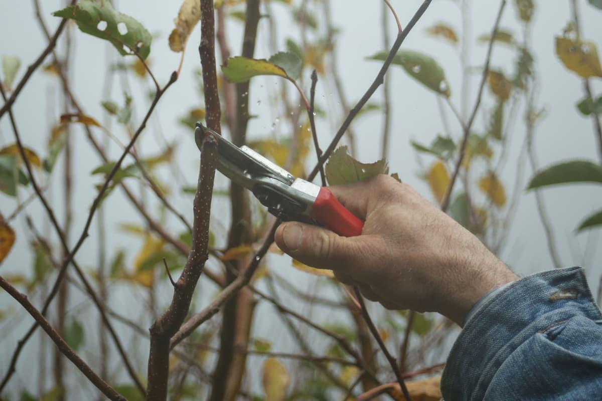 Workers pruning tree branches with a pole pruner
