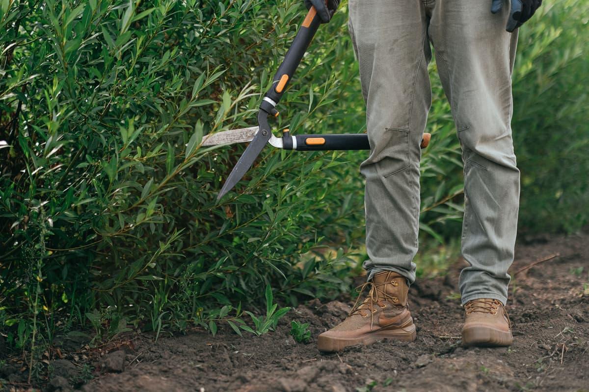 Hands-on garden bed maintenance with shears